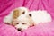 Two puppies laid sleeping on a pink background