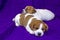 Two puppies male and female jack russell terrier sleep huddled together on a purple bedspread and look into the frame. Bedtime