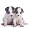 Two puppies mestizo