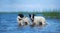 Two puppies of mongrel standing in water on the sea.