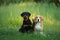 Two puppies are playing on the grass. Dogs run in the park. Rottweiler and Beagle