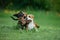 Two puppies are playing on the grass. Dogs run in the park. Rottweiler and Beagle