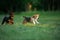 Two puppies are playing on the grass. Dogs run in the park. Rottweiler and Beagle