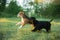 Two puppies are playing on the grass. Dogs run in the park. Rottweiler and Beagle