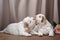 two puppies plays. newborn dog clumber spaniel