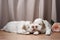 two puppies plays. newborn dog clumber spaniel