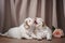 two puppies plays. newborn dog clumber spaniel