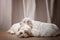 two puppies plays. newborn dog clumber spaniel