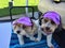 Two puppies riding in a golf cart wearing purple hats