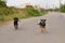 Two puppies running on the road.