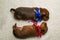 Two puppies from the same brood: a boy with a blue one and a girl with a pink ribbon around her neck.