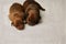 Two puppies from the same brood: a boy with a blue one and a girl with a pink ribbon around her neck.