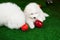 Two puppies of samoyed are laying on green grass