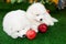 Two puppies of samoyed are laying on green grass