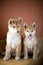 Two puppies Shiba Inu.