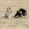 Two puppies of Shiba inu playing