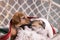 Two puppies snuggle up to each other lying under a blanket in a hanging wicker chair