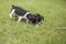 Two puppies and a stick