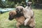 Two puppies wrestle each other, with one mounted on top of the other. Play fighting behavior. One month old in age
