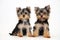 Two puppies Yorkshire terrier