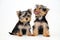 Two puppies Yorkshire terrier