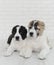 Two puppy Alabai on a white background in studio