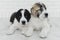 Two puppy Alabai on a white background in studio