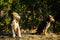 Two puppy brothers looking into the camera with a same posture in India standing on a grass field