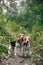 Two puppy dog beagle walks cheerful and happy through the forest on a summer evening