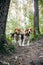 Two puppy dog beagle walks cheerful and happy through the forest on a summer evening