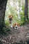 Two puppy dog beagle walks cheerful and happy through the forest on a summer evening