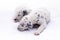 Two puppy dogs of the Dalmata breed on white background.
