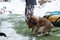 two puppy dogs play with each other, gnaw each other, a small animal in winter, close-up,