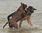 Two puppy fight on beach