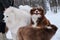 Two purebred adult fluffy dogs and puppy. Australian Shepherd dog meets white fluffy Samoyed husky on walk. Aussie with cheerful