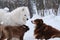 Two purebred adult fluffy dogs and puppy. Australian Shepherd dog meets white fluffy Samoyed husky on walk. Aussie and Laika are