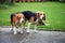 Two purebred beagle dog making love