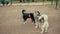 Two Purebred Dogs Black And Gray Siberian Husky Meet, Smell Each Other, Play