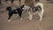 Two Purebred Dogs Black And Gray Siberian Husky Meet, Smell Each Other, Play