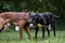 Two purebred dogs, black labrador retriever and belgian malinois shepherd, holding and tugging for a toy