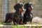 Two purebred dogs, a German smooth-haired Dachshund looking