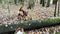 Two purebred dogs walk in autumn forest and take turns jumping over fallen tree. Australian and German Shepherd deftly