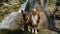 Two purebred dogs walking near waterfall in forest on warm sunny spring day. Mountain river and two Shepherds Australian