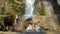 Two purebred dogs walking near waterfall in forest on warm sunny spring day. Mountain river and two Shepherds Australian