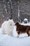 Two purebred fluffy dogs. Australian Shepherd dog meets white fluffy Samoyed husky on walk. Aussie and Laika are walking in snow