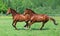 Two purebred horse racer on a meadow against woods