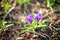 Two purple crocus flowers grow on green grass blurred background close up macro, first spring flower purple saffron