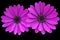 Two purple daisies