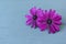 Two purple delicate flower Dimorphotheca on a wooden light background