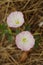 Two purple flowers birch bindweed grow in the garden